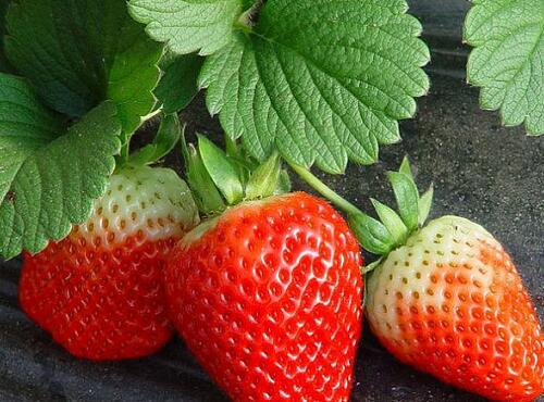 草莓圖片
