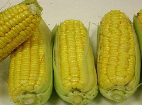 玉米棒圖片